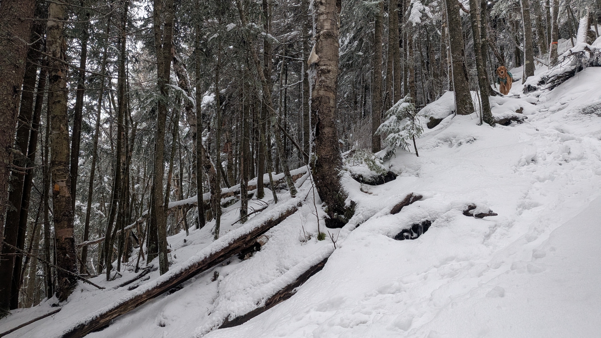 McKenzie slope