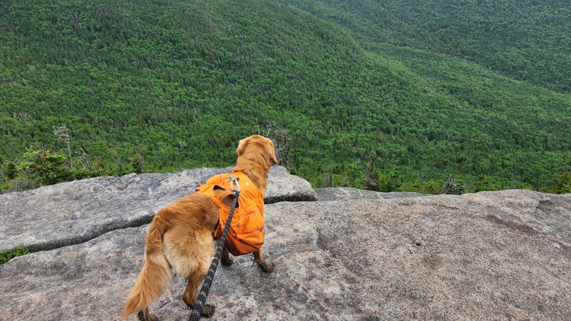 Sunny gazing out from Phelps summit