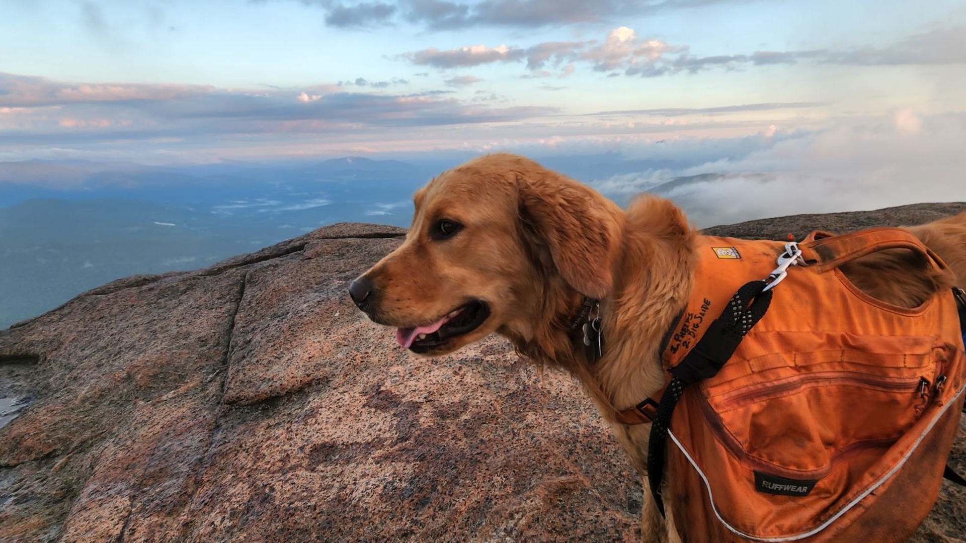 Sunny gazes across the Adirondack High Peaks from the rocky summit of Cascade Mountain while wearing his orange hiking pack.