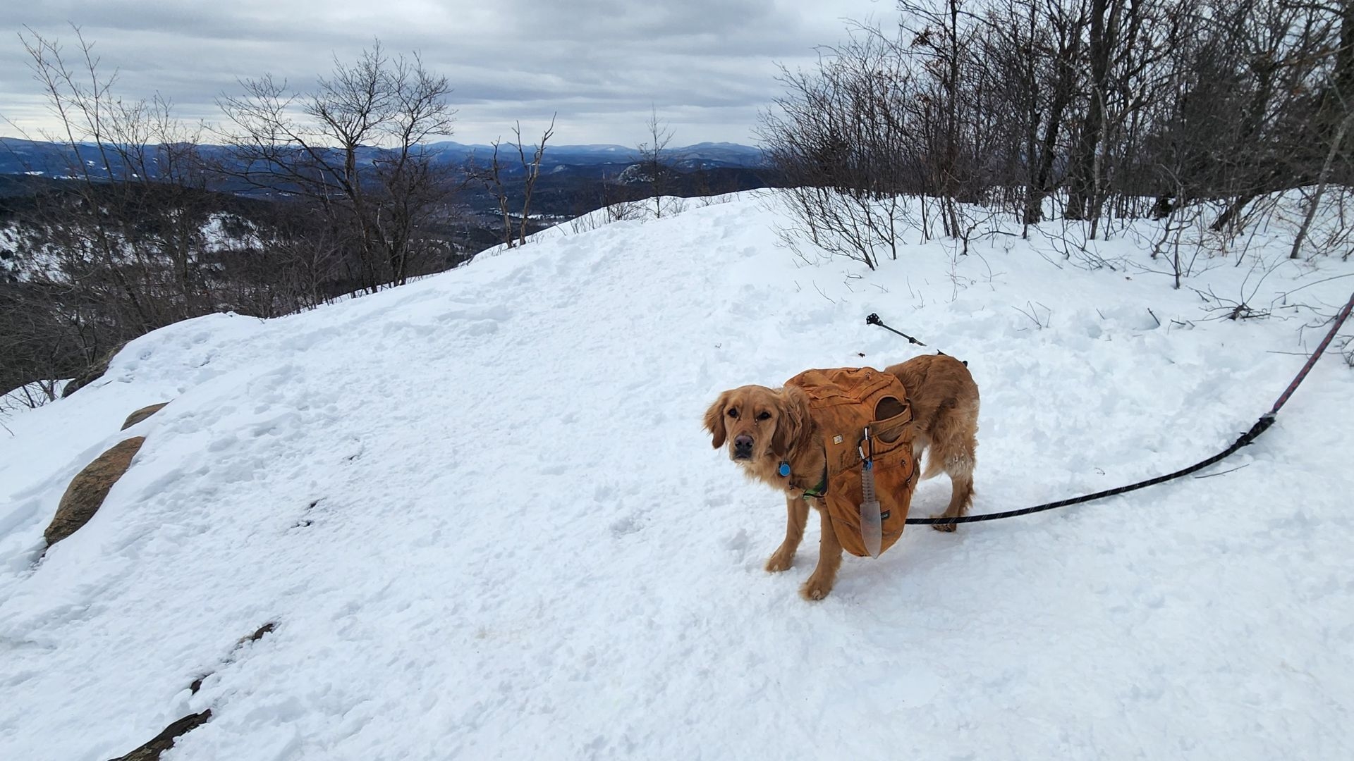 Sunny on Cat Mt. in the winter