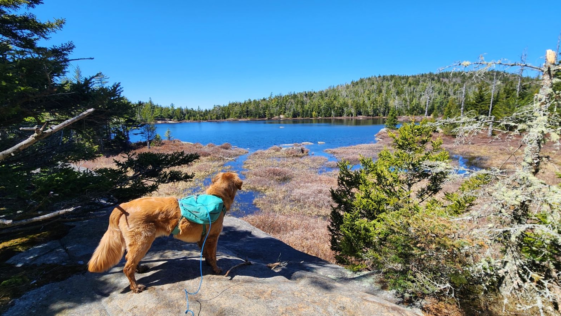 Sunny at Crane Mountain Pond in late April