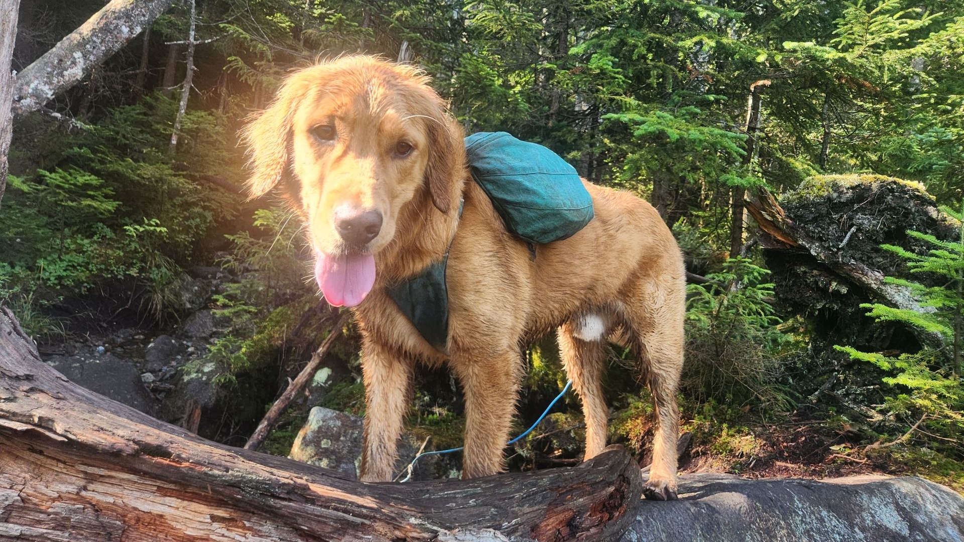 sunny on the seward range
