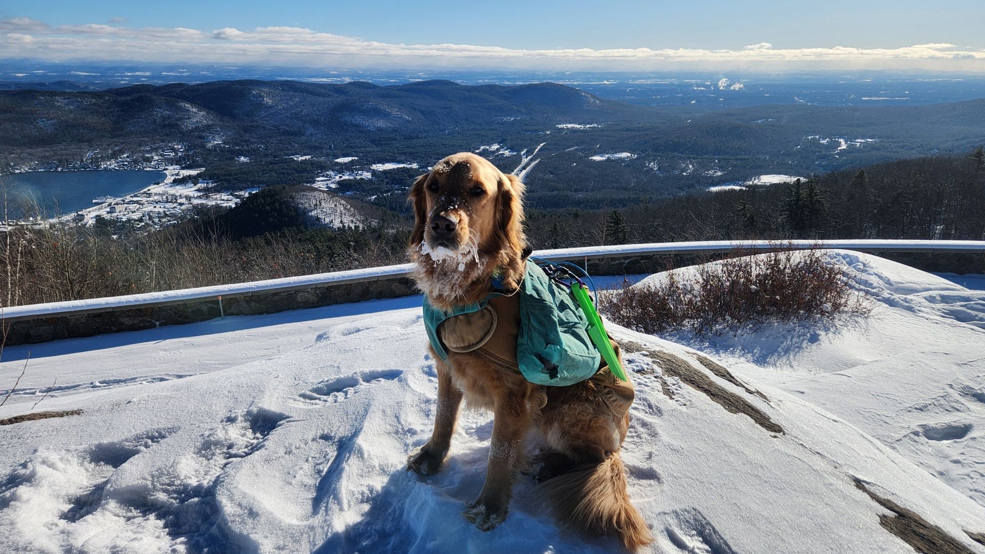 sunny on prospect icicles on his fur and in the snow