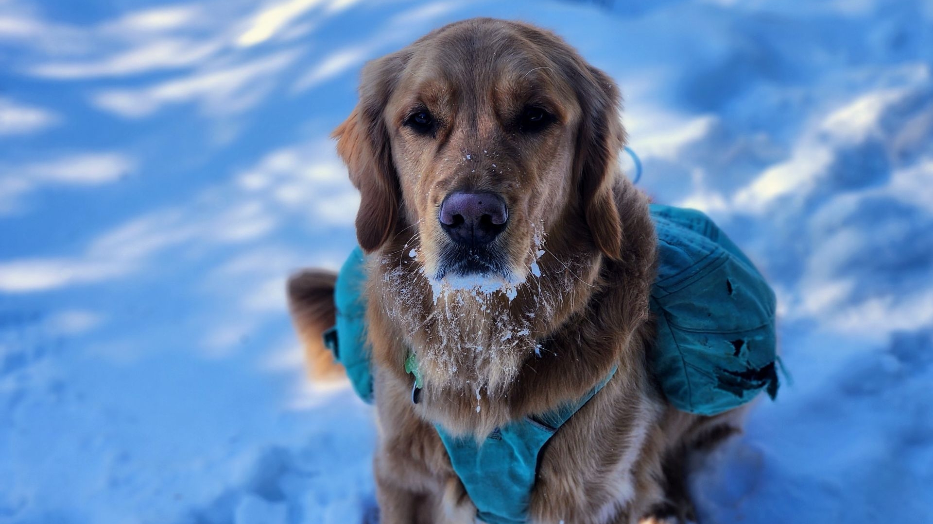 sunny posing for snack
