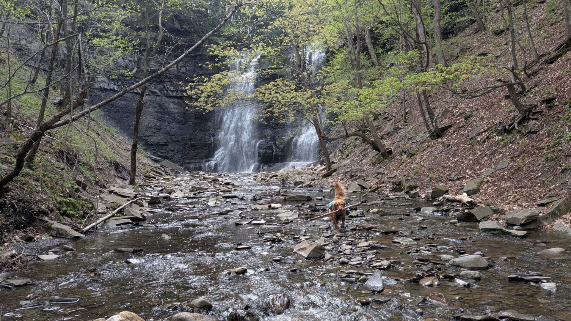 Sunny having a blast at Plotter Kill preserve