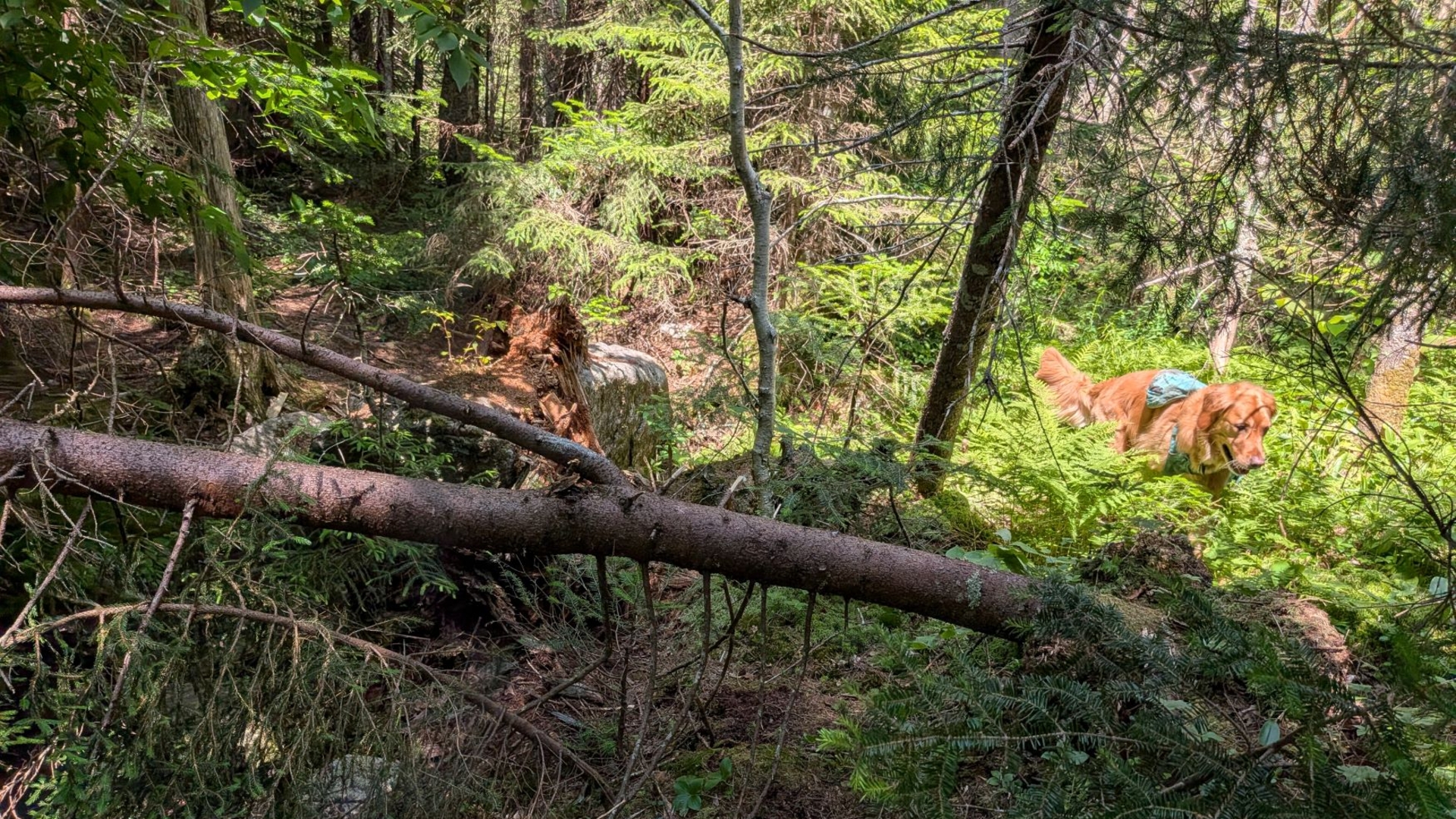 Sunny romping past some  blowdown