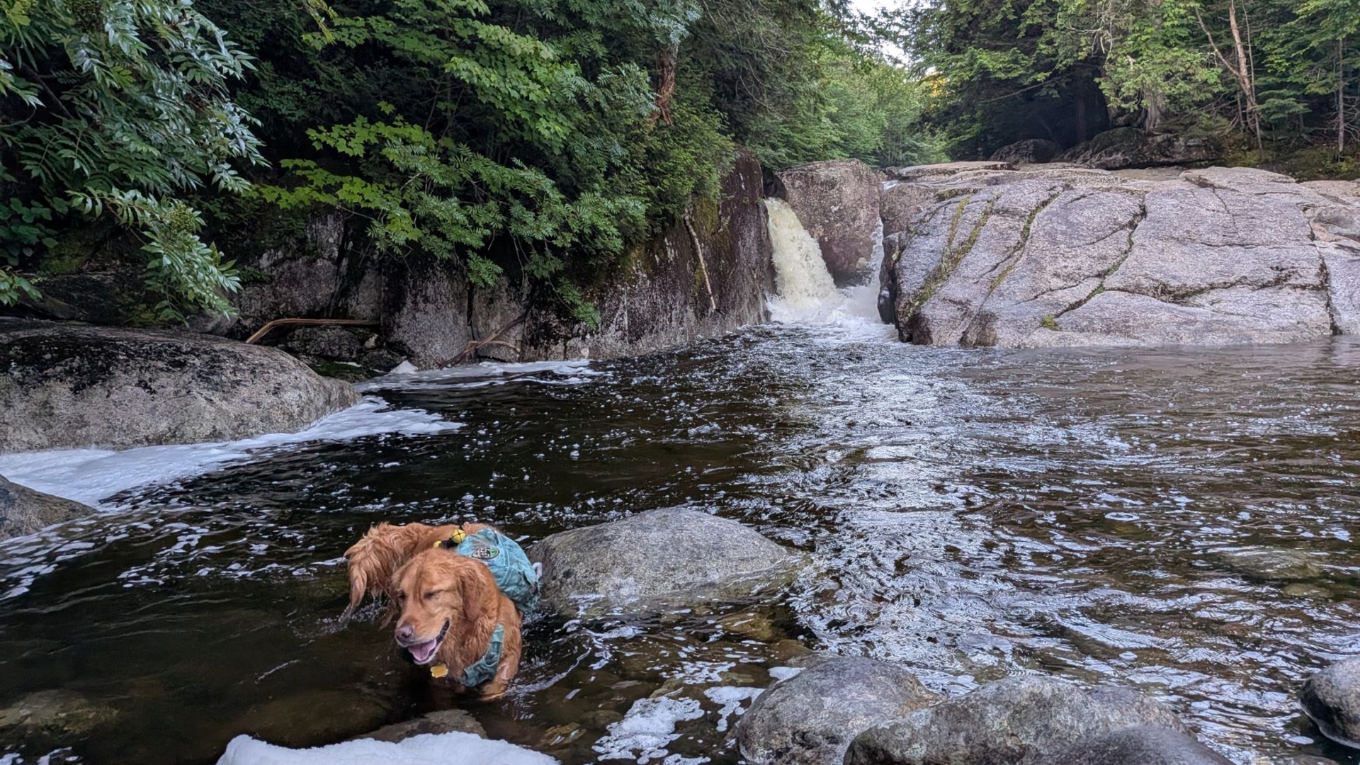 Sunny Days the golden retriever swimming  at Rocky Falls along Indian Pass in the Adirondack High Peaks Region.
