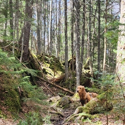 sunny among the pines on Hedgehog Mt.