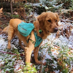 Sunny in the frosty lichen