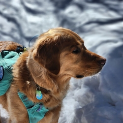 sunny the magnificent