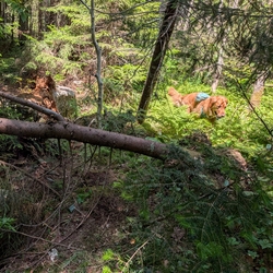 Sunny romping past some  blowdown