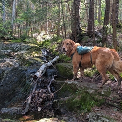 Sunny climbing past a stream