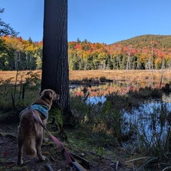 Sunny Days at Mud  Pond on his way to  Treadway Mountain