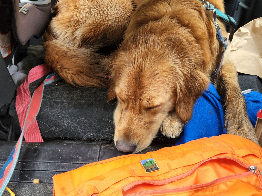 Sunny the golden retriever knackered out.