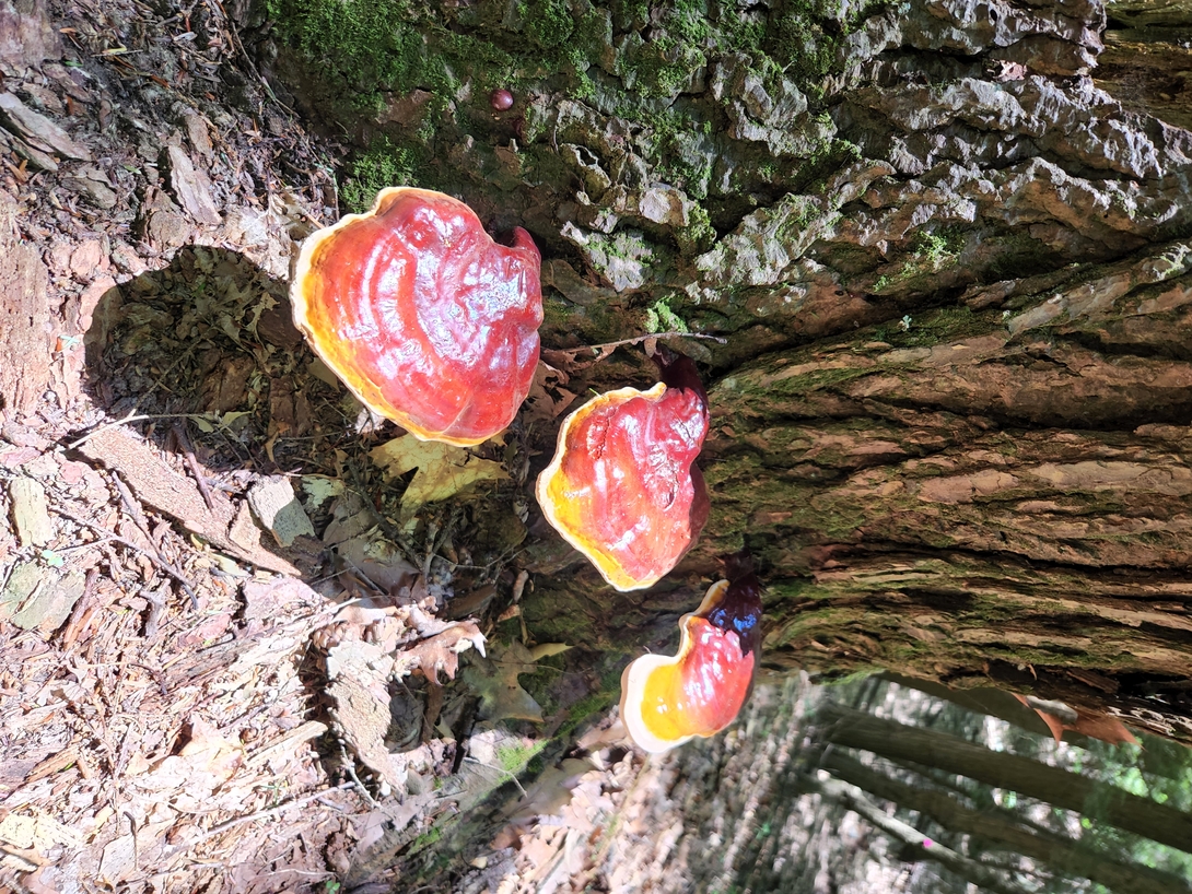 Mushroom mushroom.