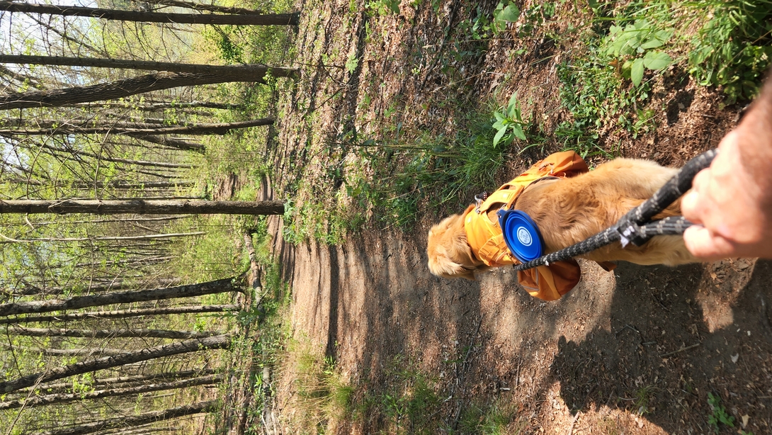 Sunny the golden retriever hiking.