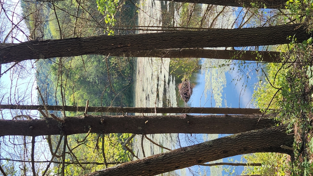 beaver lodge