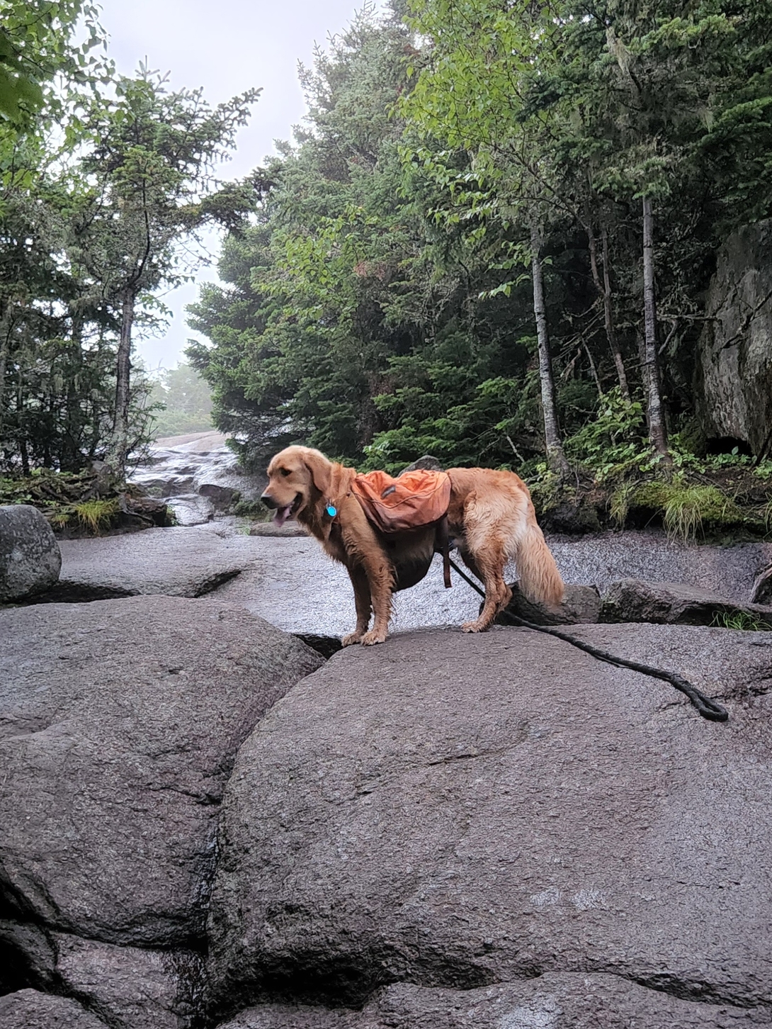 Sunny pauses on broad areas of bare rock during the climb toward Cascade Mountain’s summit.