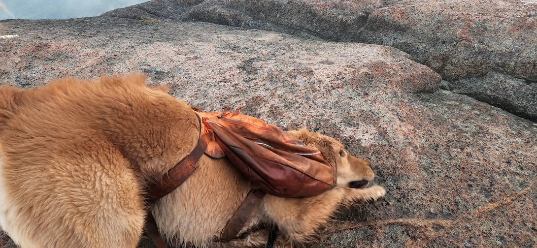 Sunny lies with his head pressed against the summit rock as if hugging Cascade Mountain.