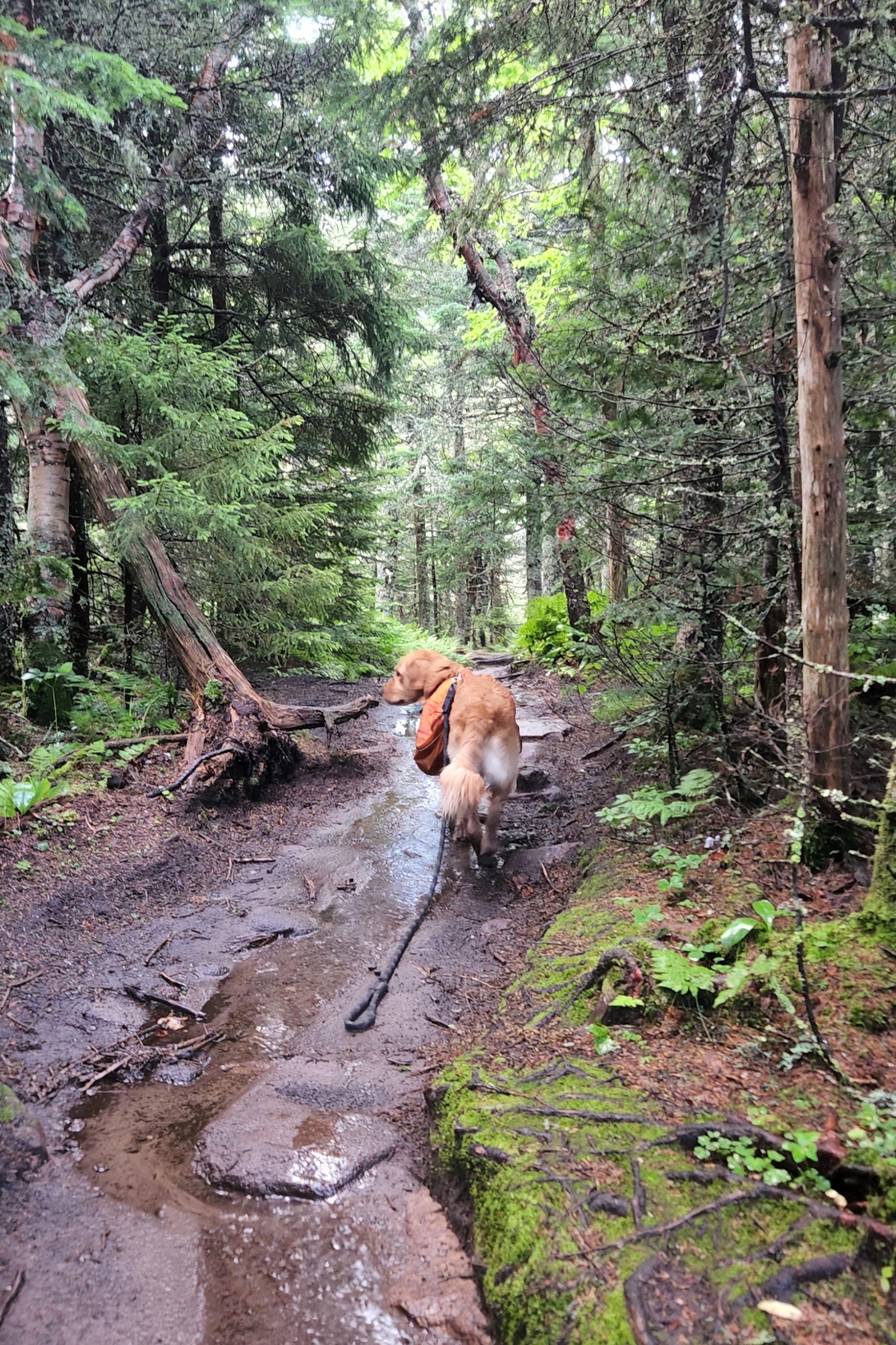 Sunny walks through a deep muddy section of trail between Cascade and Porter mountains.