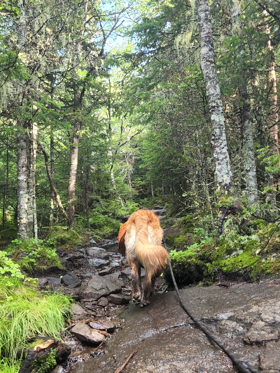 Sunny leads Adam down the rocky forest trail from Cascade Mountain.