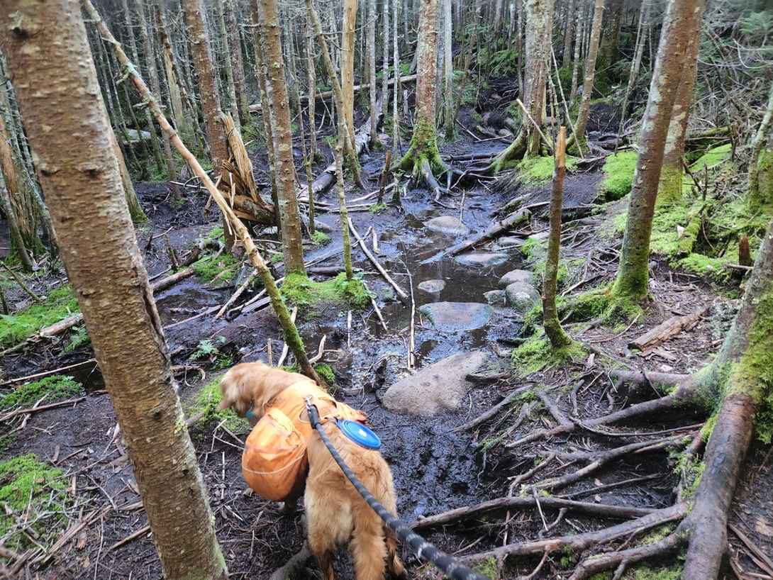 Swampy stream crossing going up Table Top Mountain.