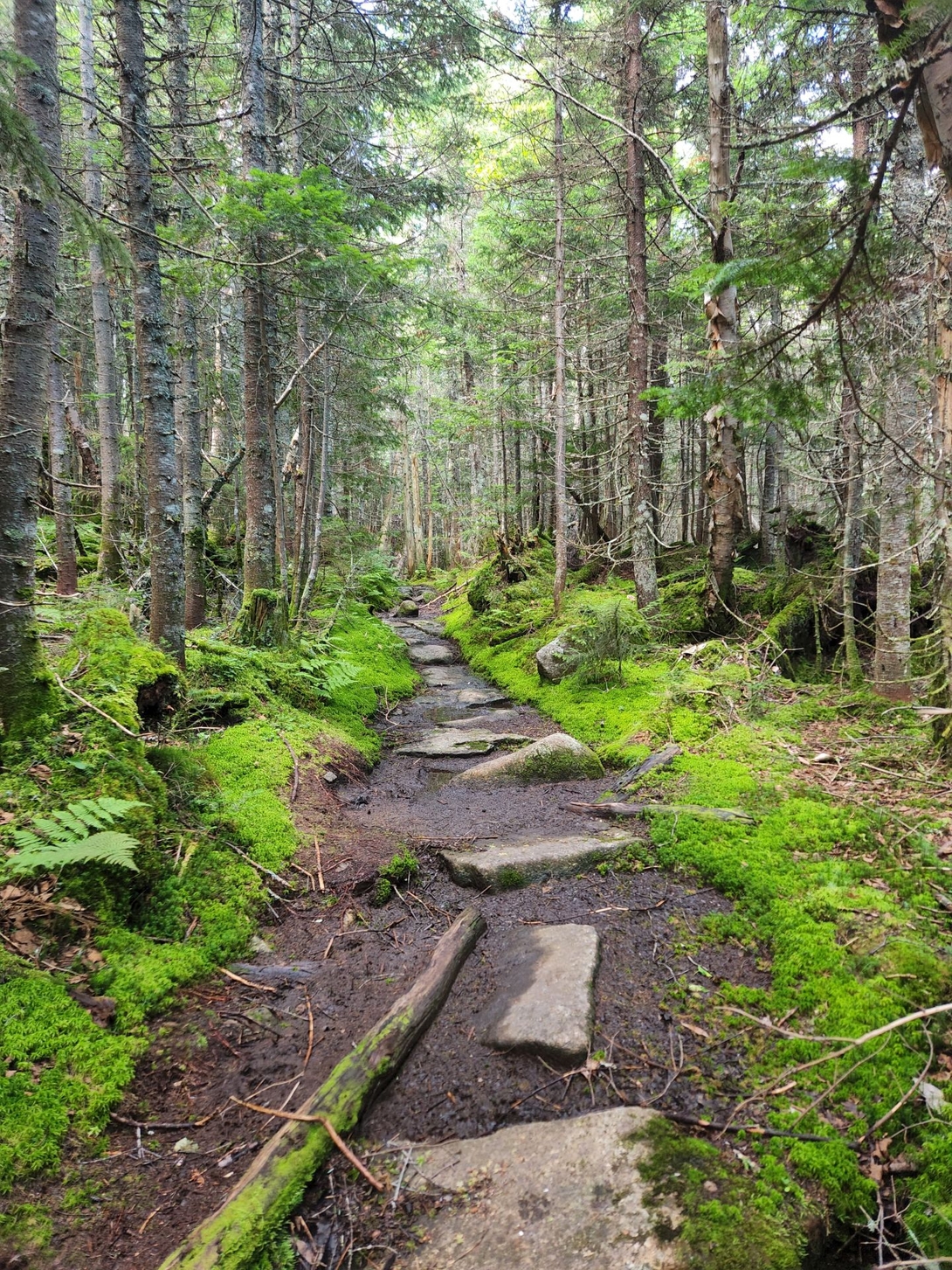 The mossy trail between indian falls and lake arnold.