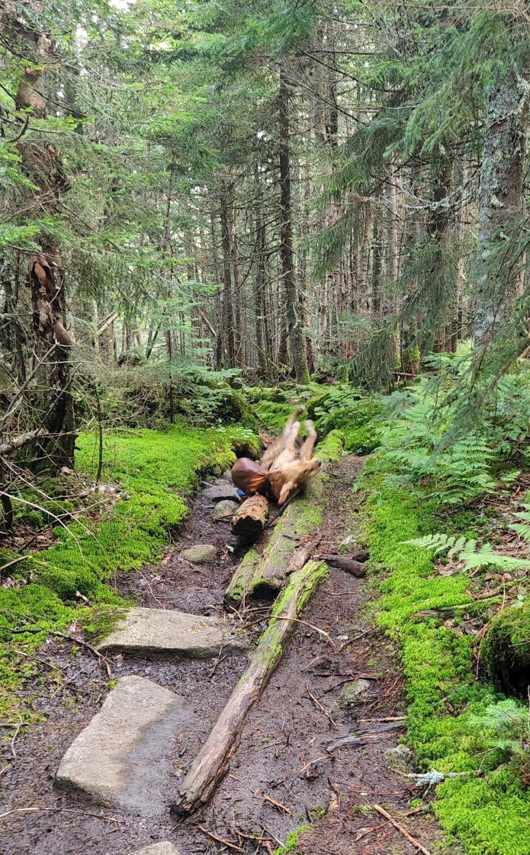 Sunny rolling on a log.