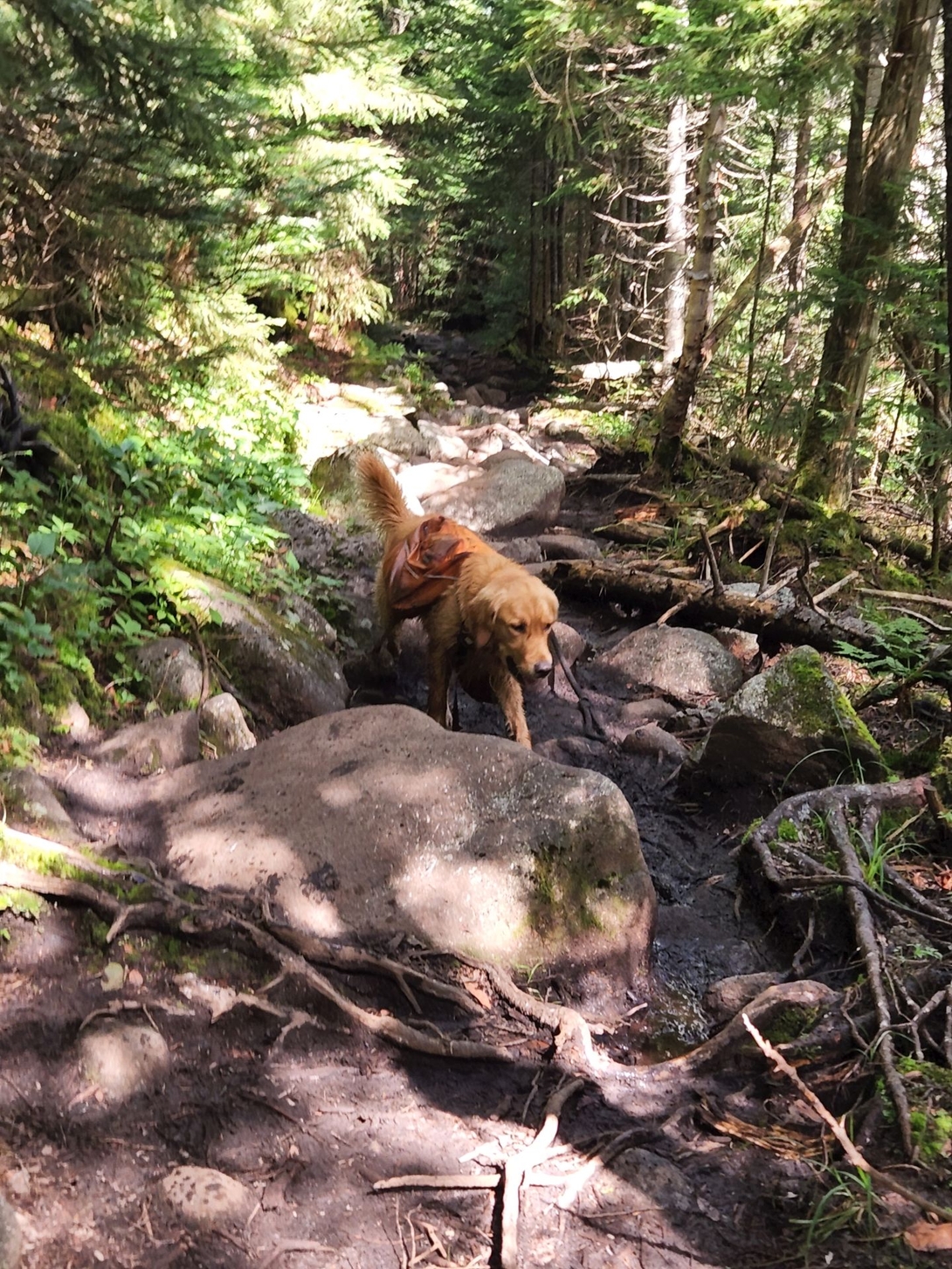 Sunny navigating the many boulders on Lake Arnold Trail.