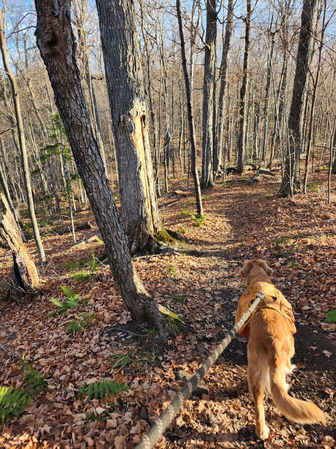 Sunny hiking towards Pitchoff.