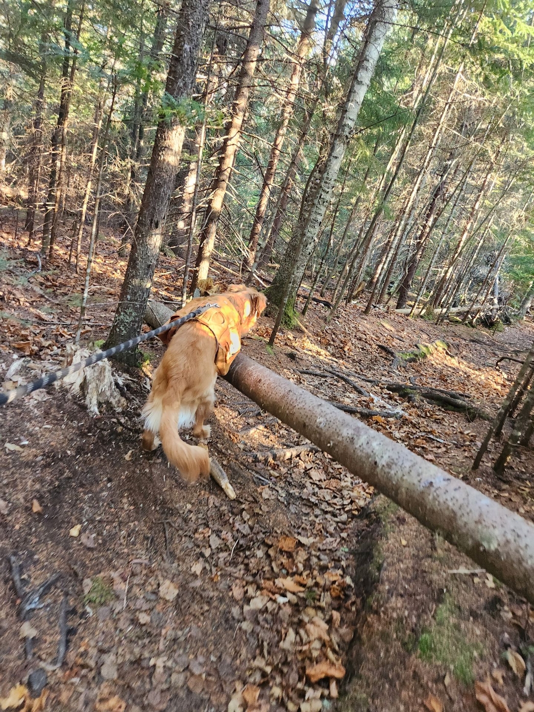 Sunny hopping over a deadfall