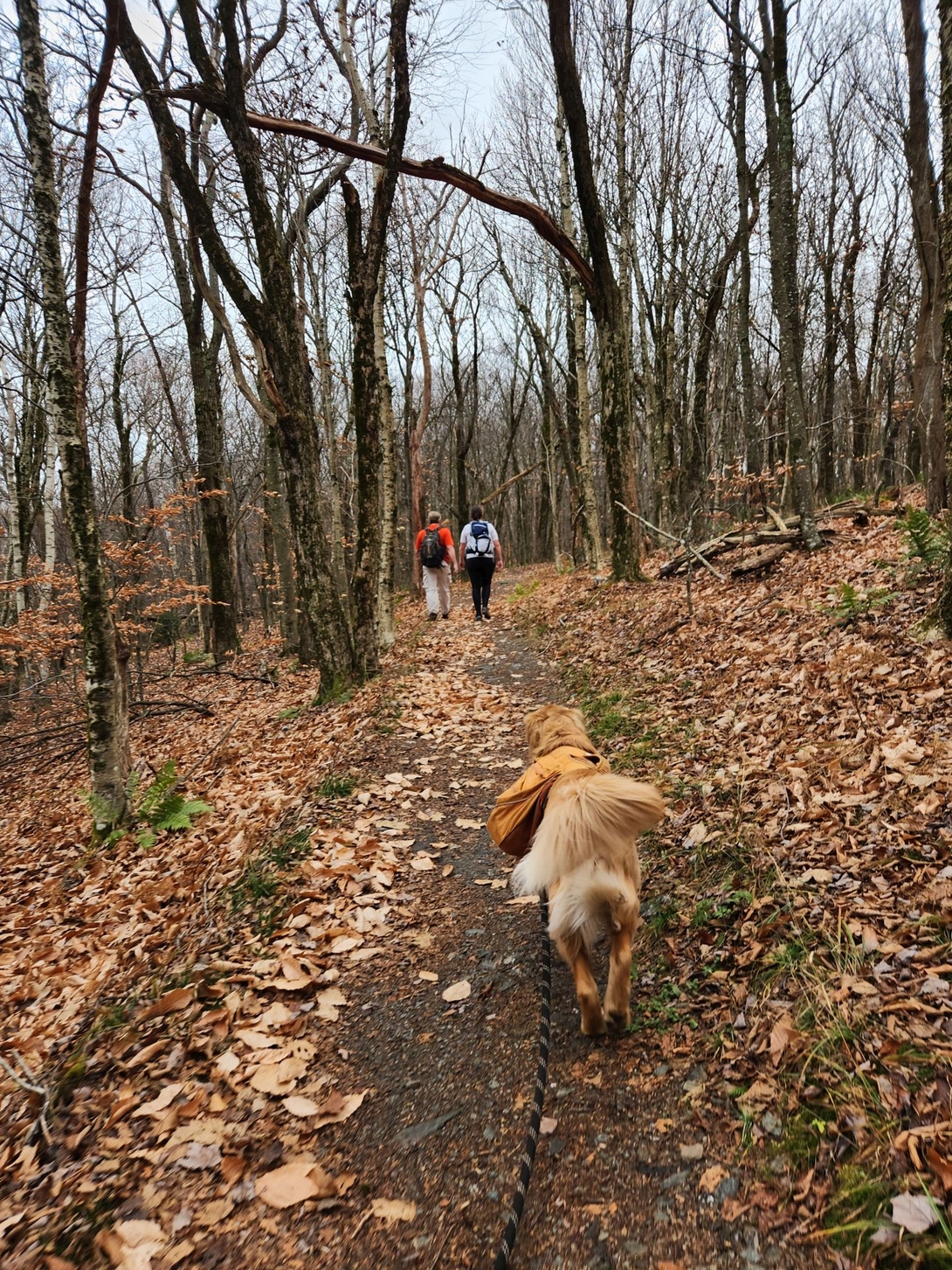 sunny following our friends