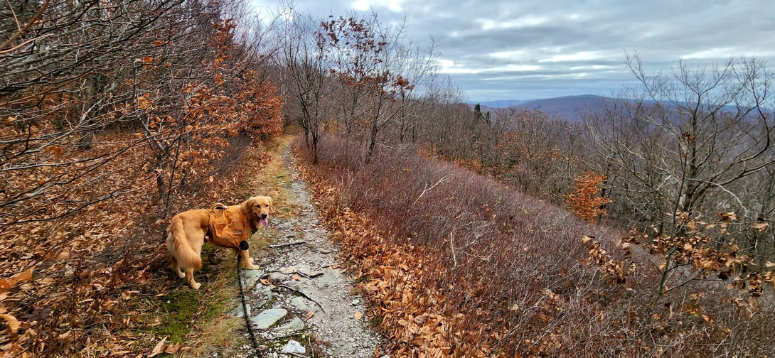 Sunny on the white rock ridge
