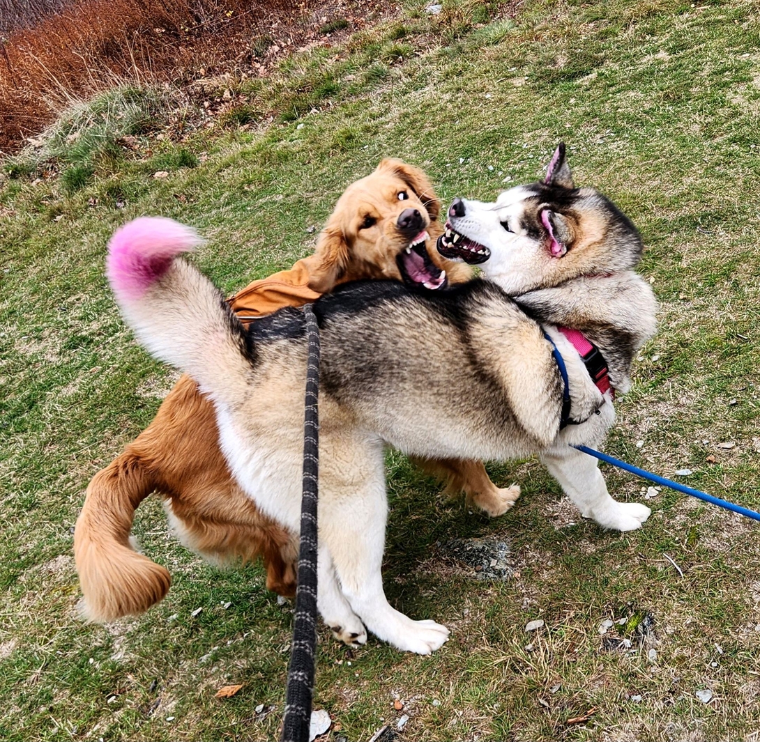 Sunny and korra playing