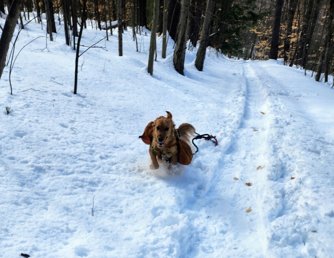 sunny runnin in the woods