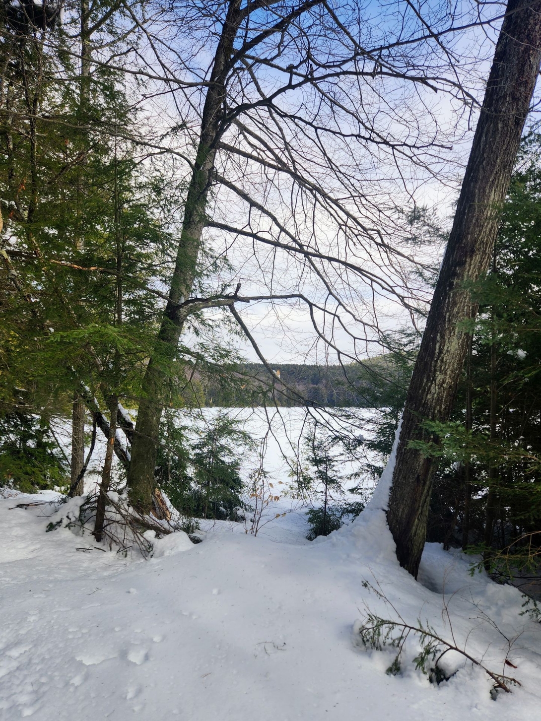 looking through the trees at edgecomb pond