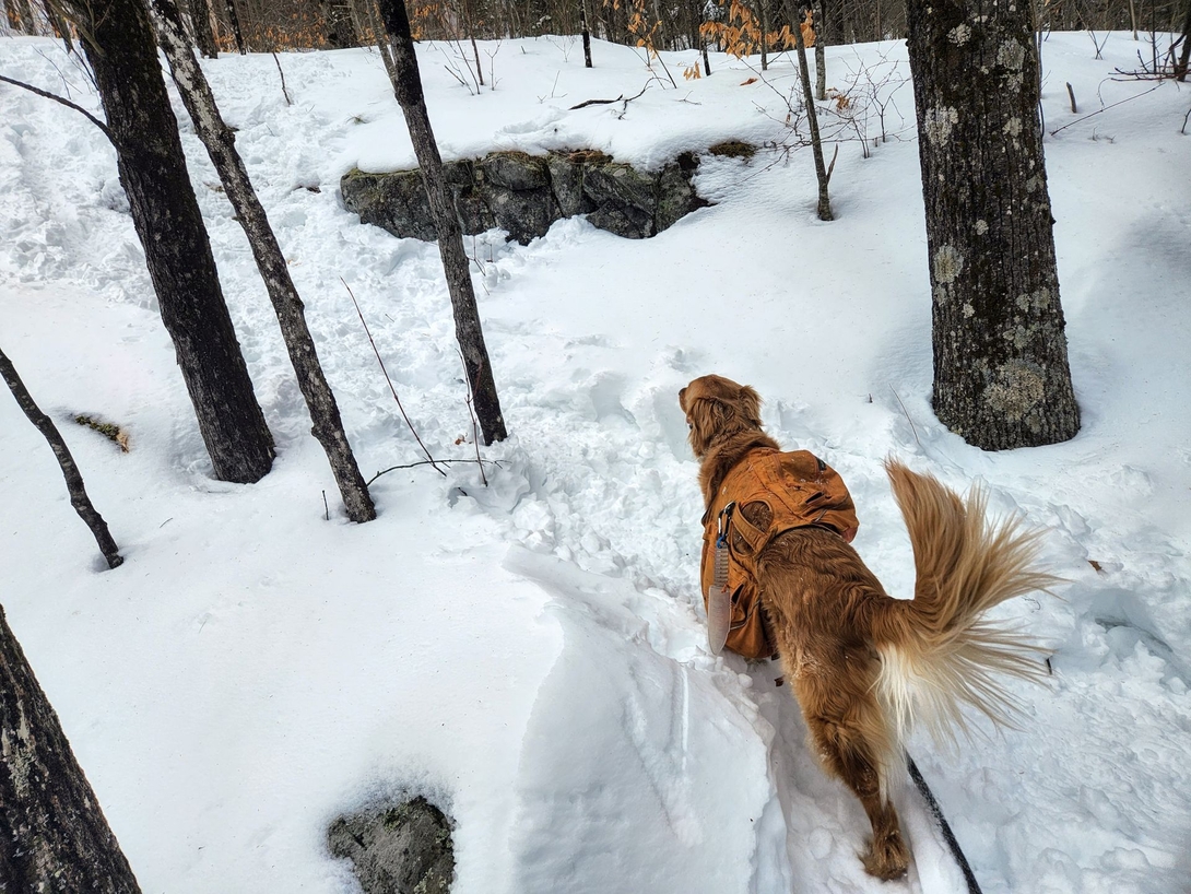 following the path among the trees