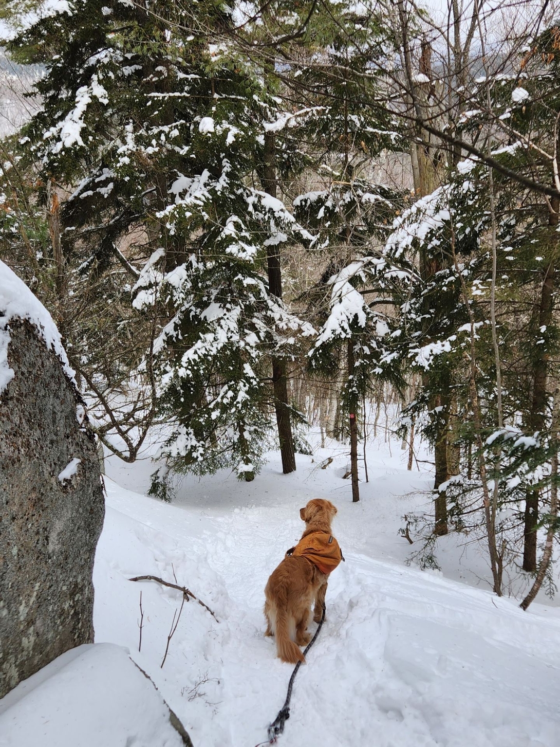 sunny next to a big rock in the pines