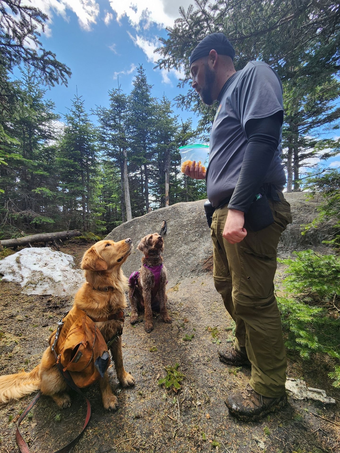 dogs and mark