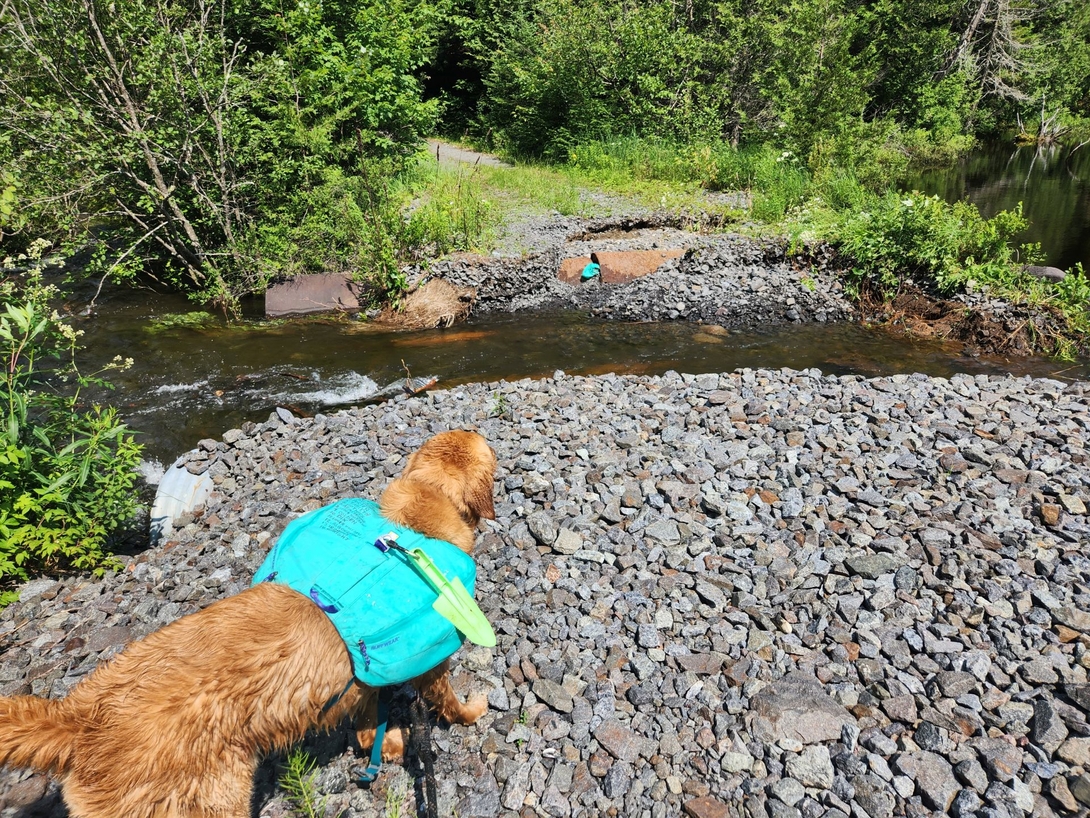 Sunny surveys fast-moving water cutting through a washed-out culvert on Santanoni Road.