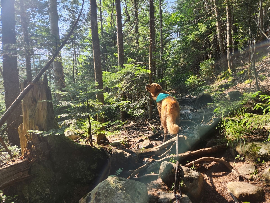 Sunny lifts his head to listen and scent the air on the rocky forest trail.