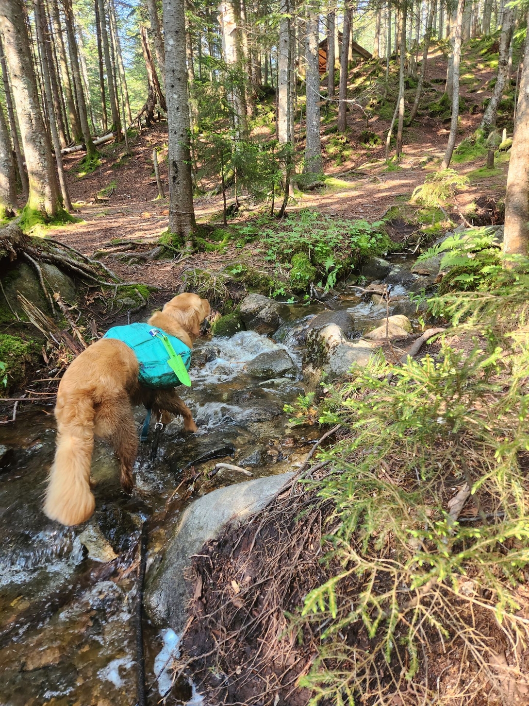 Sunny follows a small stream toward the Santanoni lean-to, visible uphill through the trees.