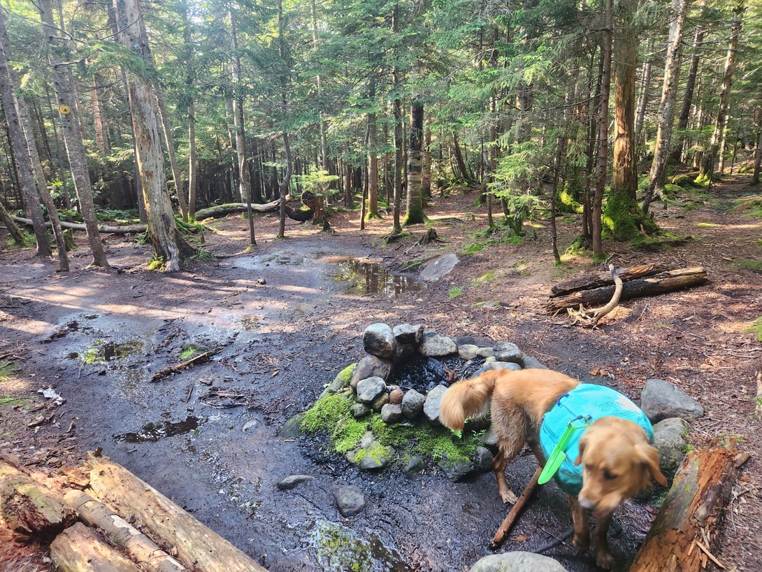 Sunny stands beside a stone fire ring in the muddy designated campsite near the Santanoni lean-to.