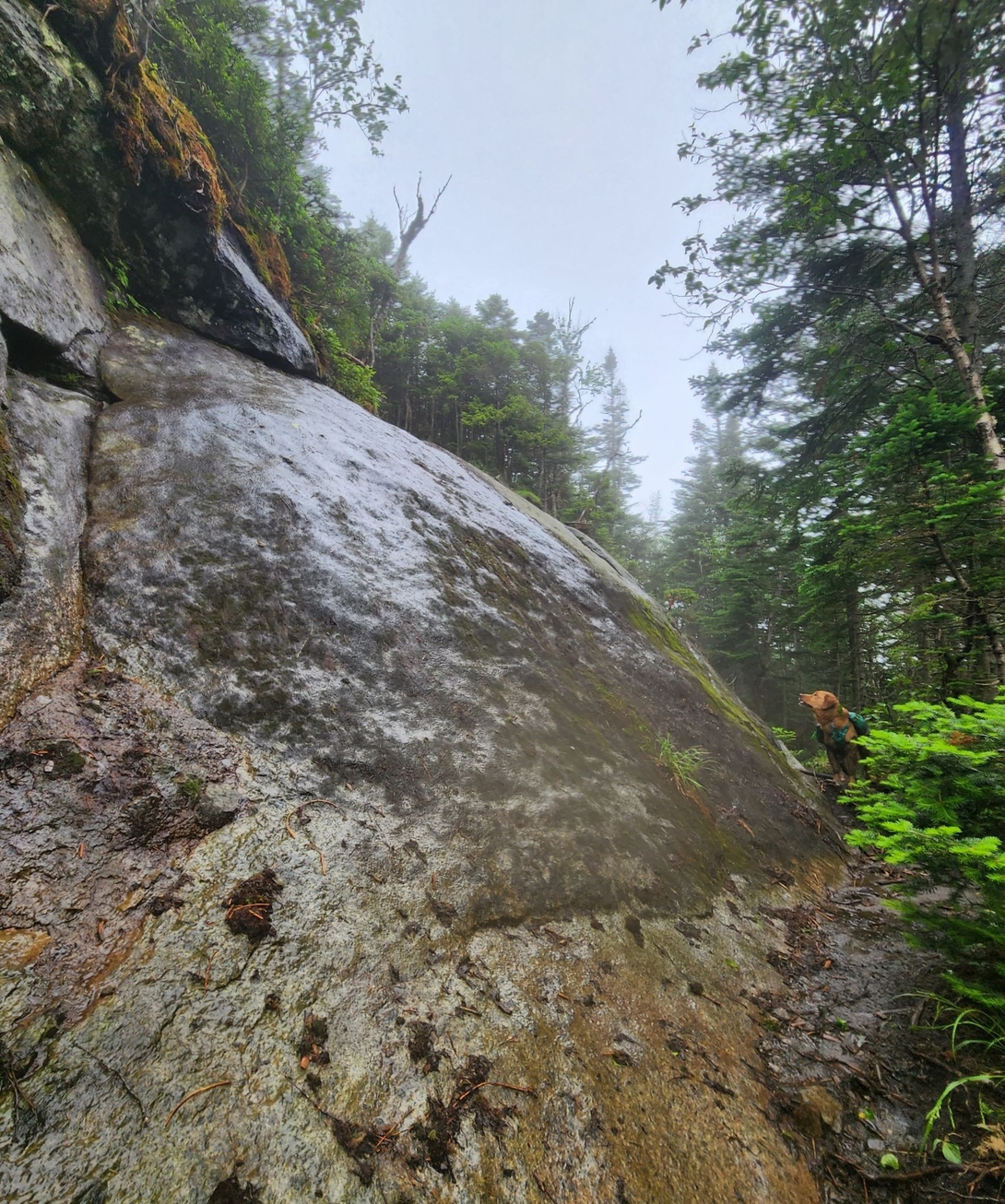Sunny studies a massive, rain-slick rock slab blocking the trail up Santanoni.