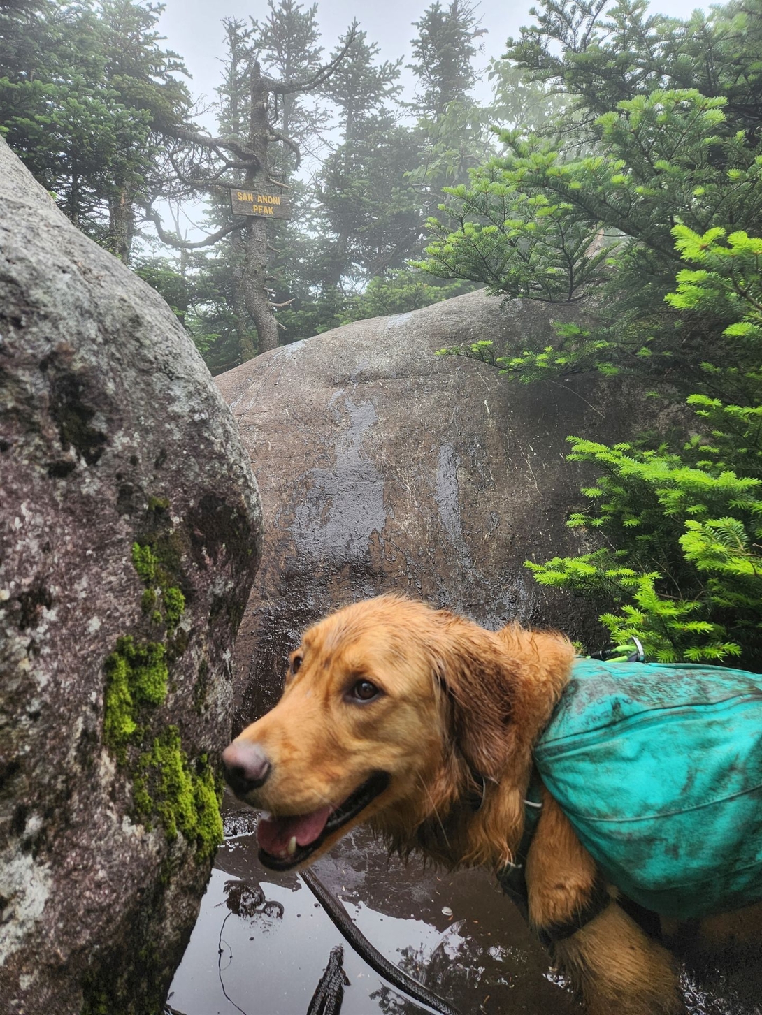 A muddy Sunny stands among wet boulders beneath the Santanoni Peak sign.