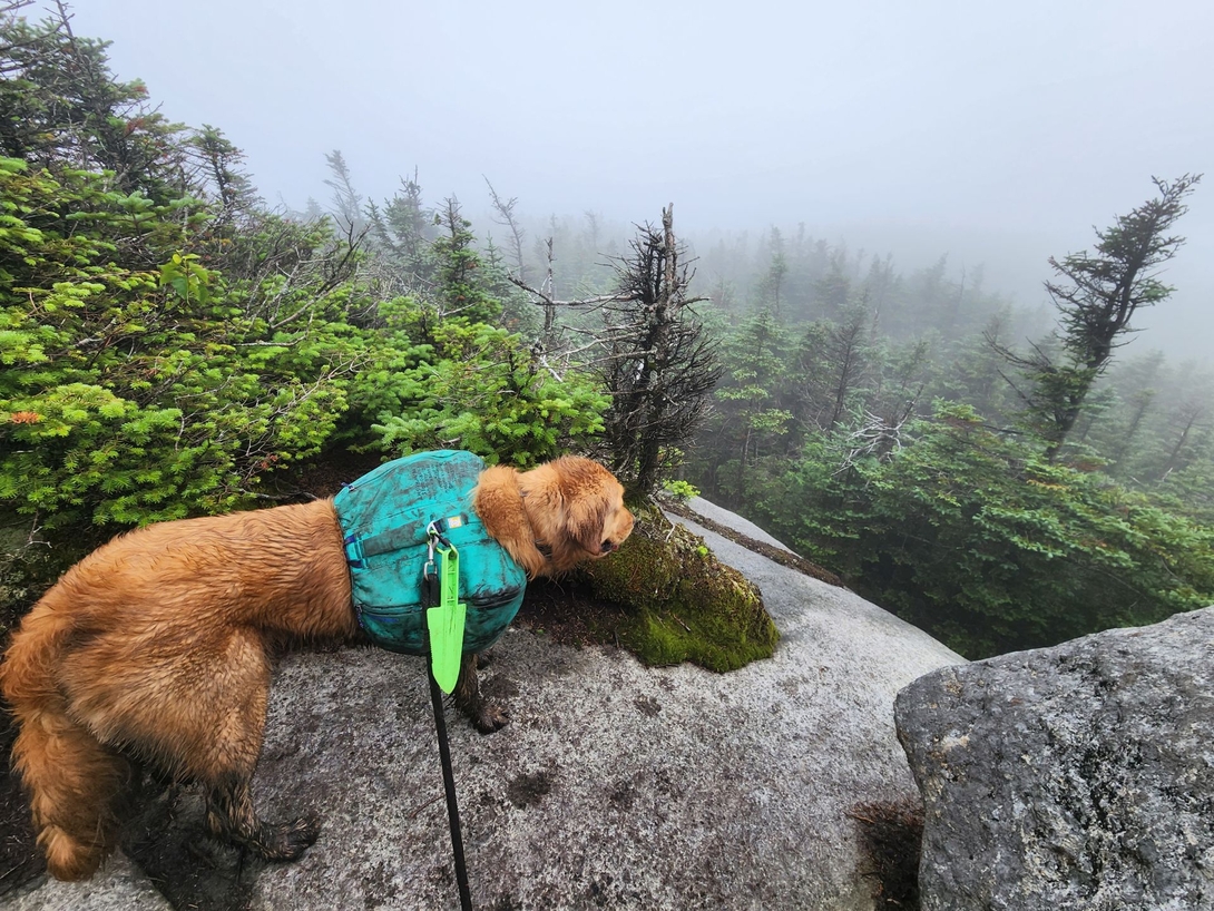 Sunny gazes from a rocky overlook into the fog below Santanoni.