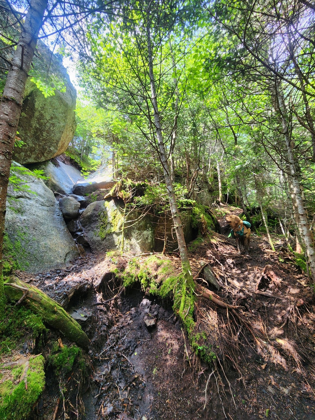 Sunny waits beside a steep formation of mossy boulders on the ascent of Couchsachraga.