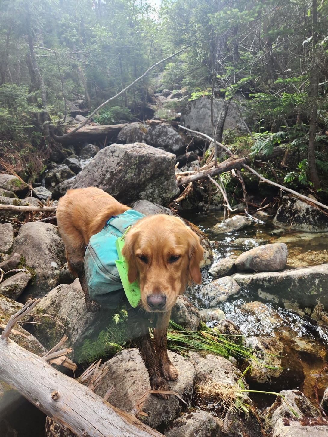 A tired, muddy Sunny descends the rocky streambed of the Panther Brook herd path.