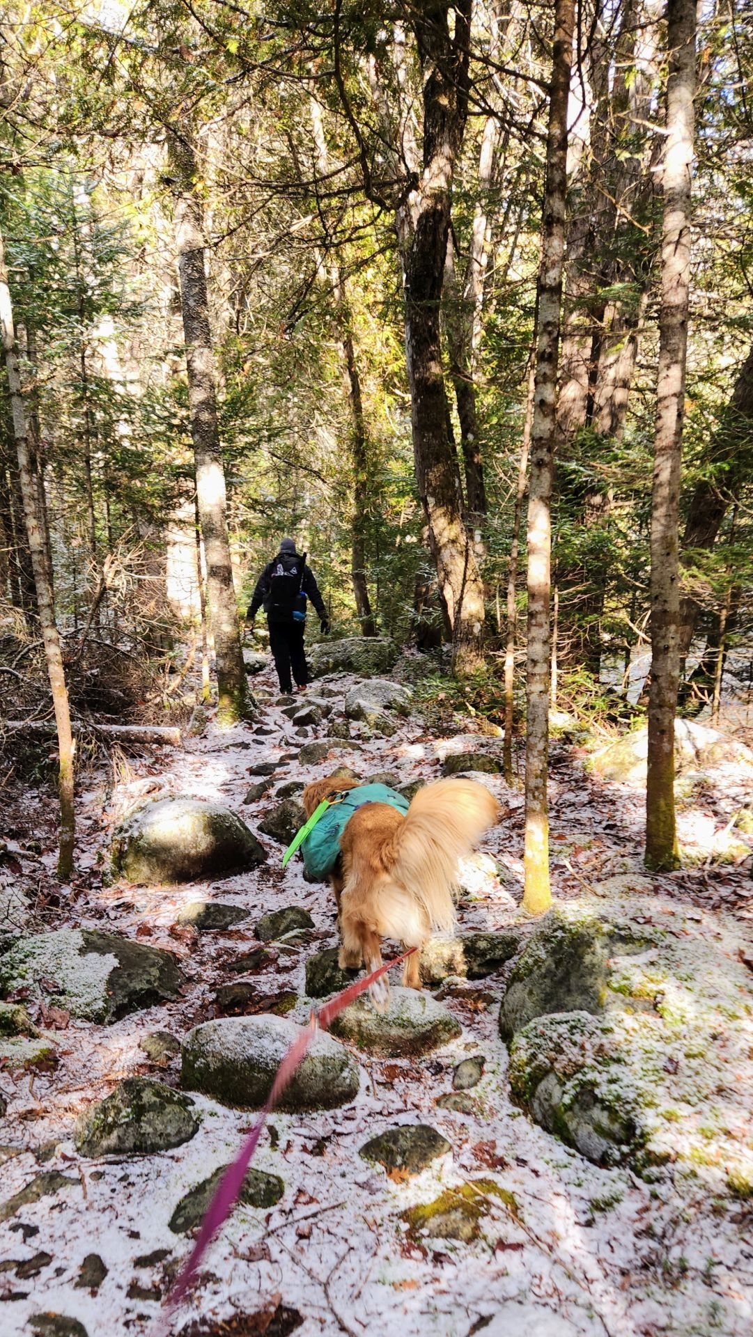 Sunny following friends