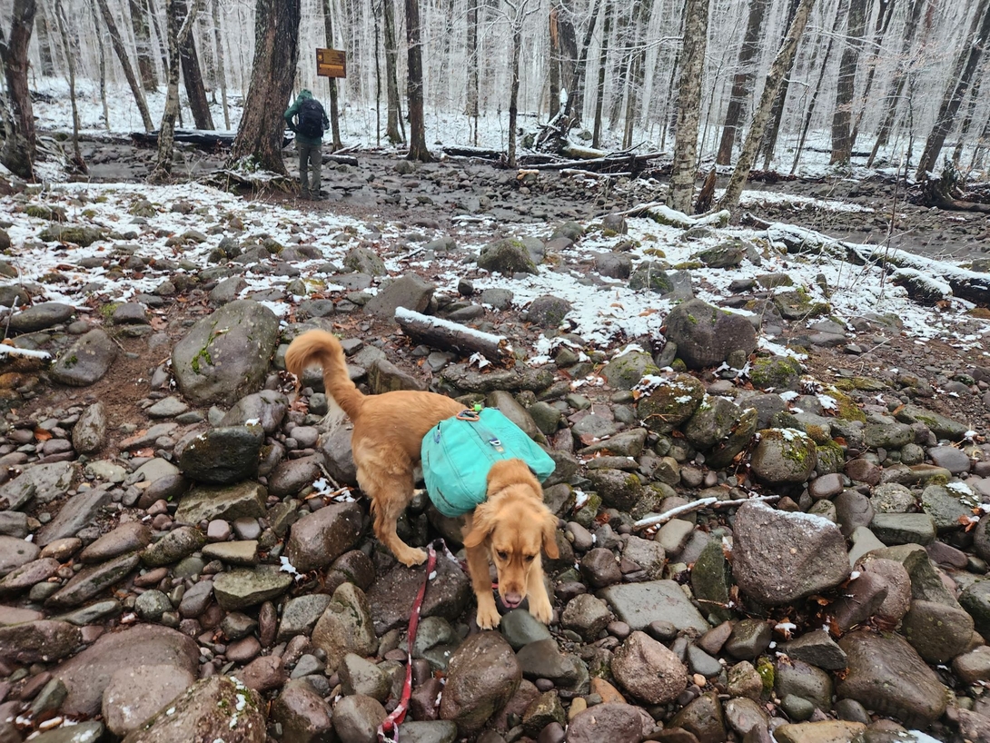 sunny crossing the brook